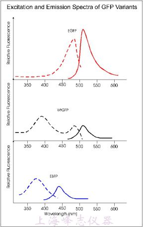 GFP變體的激發(fā)波長和發(fā)射波長數(shù)據(jù)