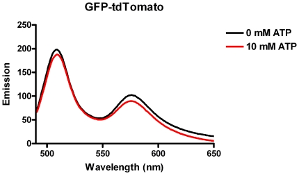 tdtomato熒光蛋白的激發(fā)光譜圖