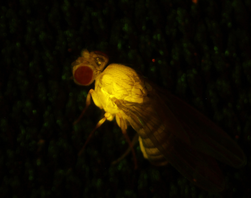 Drosophila-Venus-1.jpg