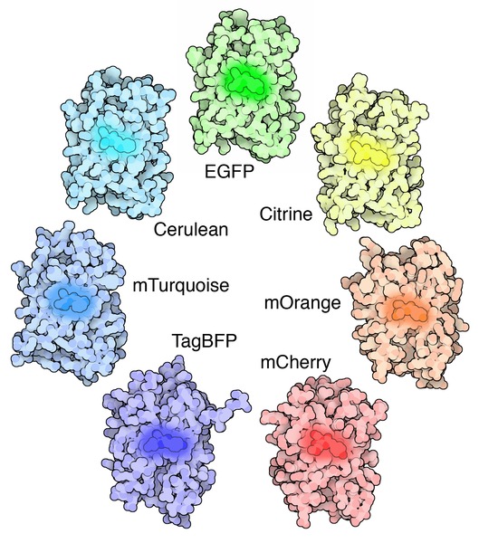 GFP 衍生物