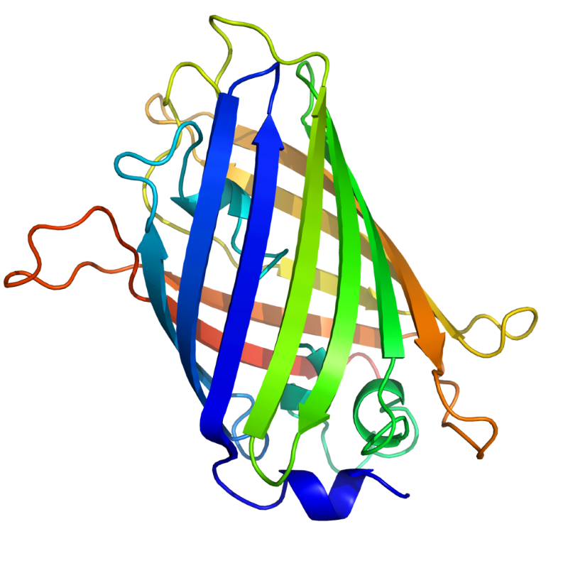 GFP 結(jié)構(gòu)