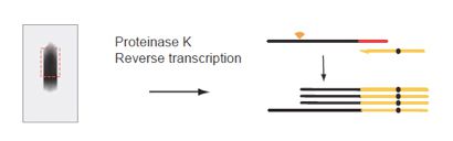 Crosslinking-and-Immunoprecipitation-(CLIP)-5.jpg